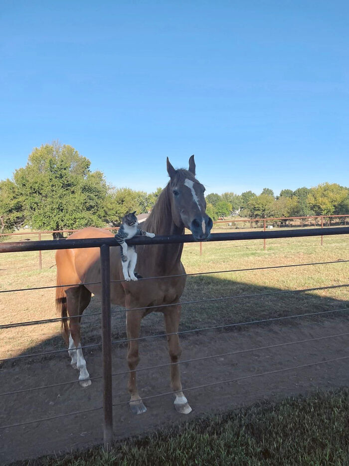 Adorably Cute Friendship Between A Cat And A Horse Is Melting Hearts All Over The Internet Adorably Cute Friendship Between A Cat And A Horse Is Melting Hearts All Over The Internet