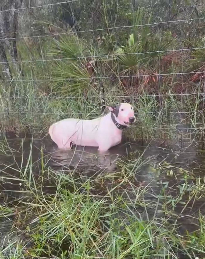 Dog named Trooper tied to a fence in floodwaters during Hurricane Milton. Dog named Trooper tied to a fence in floodwaters during Hurricane Milton.