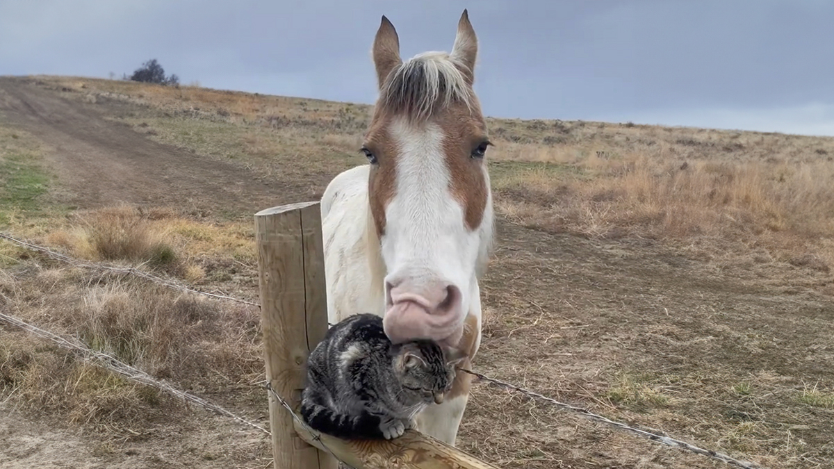 Adorably Cute Friendship Between A Cat And A Horse Is Melting Hearts All Over The Internet