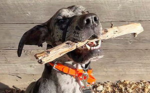 Adorable Idea Of Stick Library For Dogs Is Melting People’s Hearts All Over The Internet
