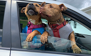 Duchess Was The Longest Resident At The Shelter, But All Turned Out Better Than Anyone Expected