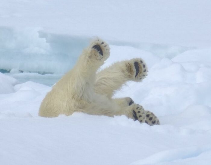 Polar Bears Can Derp Too