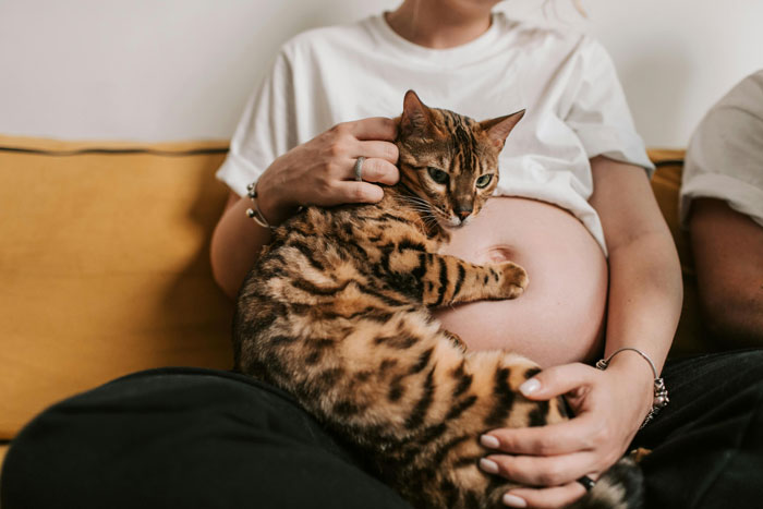 New mom sitting with a cat on her pregnant belly, capturing a calm moment at home. New mom sitting with a cat on her pregnant belly, capturing a calm moment at home.