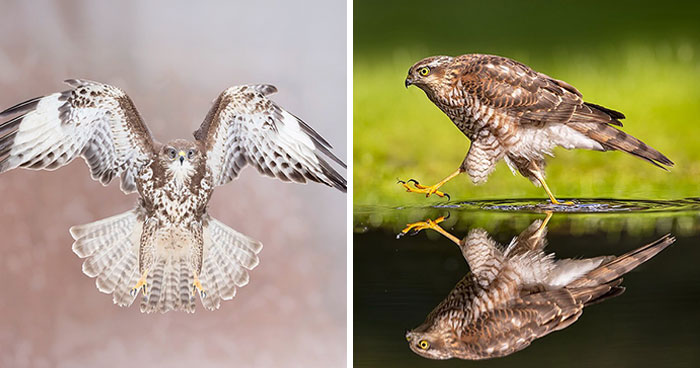 30 Captivating Bird Photographs By Raf Raeymaekers
