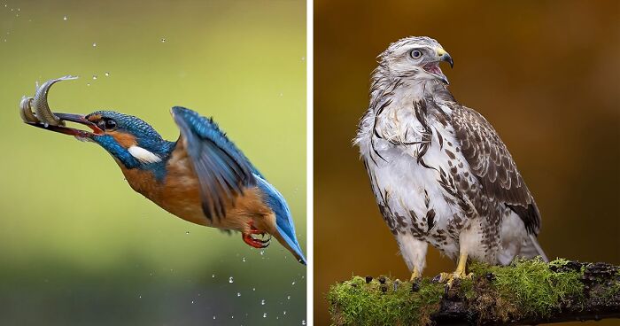 30 Captivating Bird Photographs By Raf Raeymaekers | Bored Panda