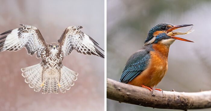 30 Captivating Bird Photographs By Raf Raeymaekers | Bored Panda