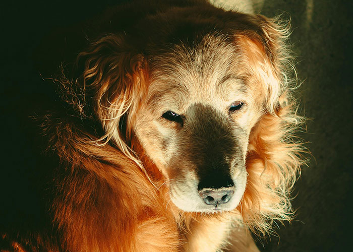Golden retriever dog lying down, bathed in warm sunlight. Golden retriever dog lying down, bathed in warm sunlight.