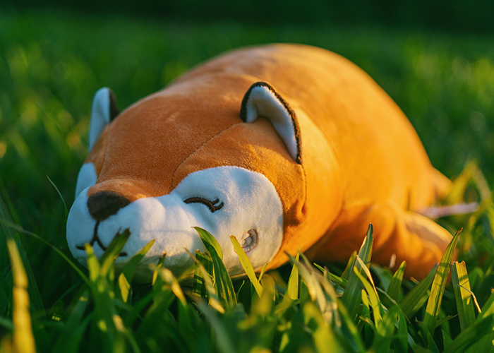 Plush toy dog resting on grass, symbolizing late dog photo discussion in apartment. Plush toy dog resting on grass, symbolizing late dog photo discussion in apartment.