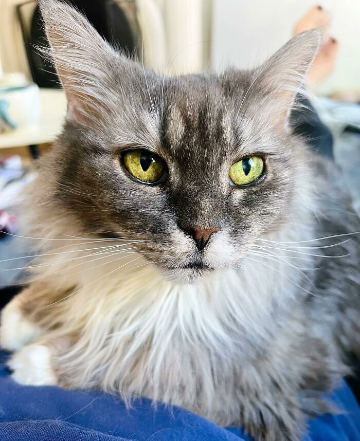 Elderly Maine Coon cat with green eyes gazing intently. Elderly Maine Coon cat with green eyes gazing intently.
