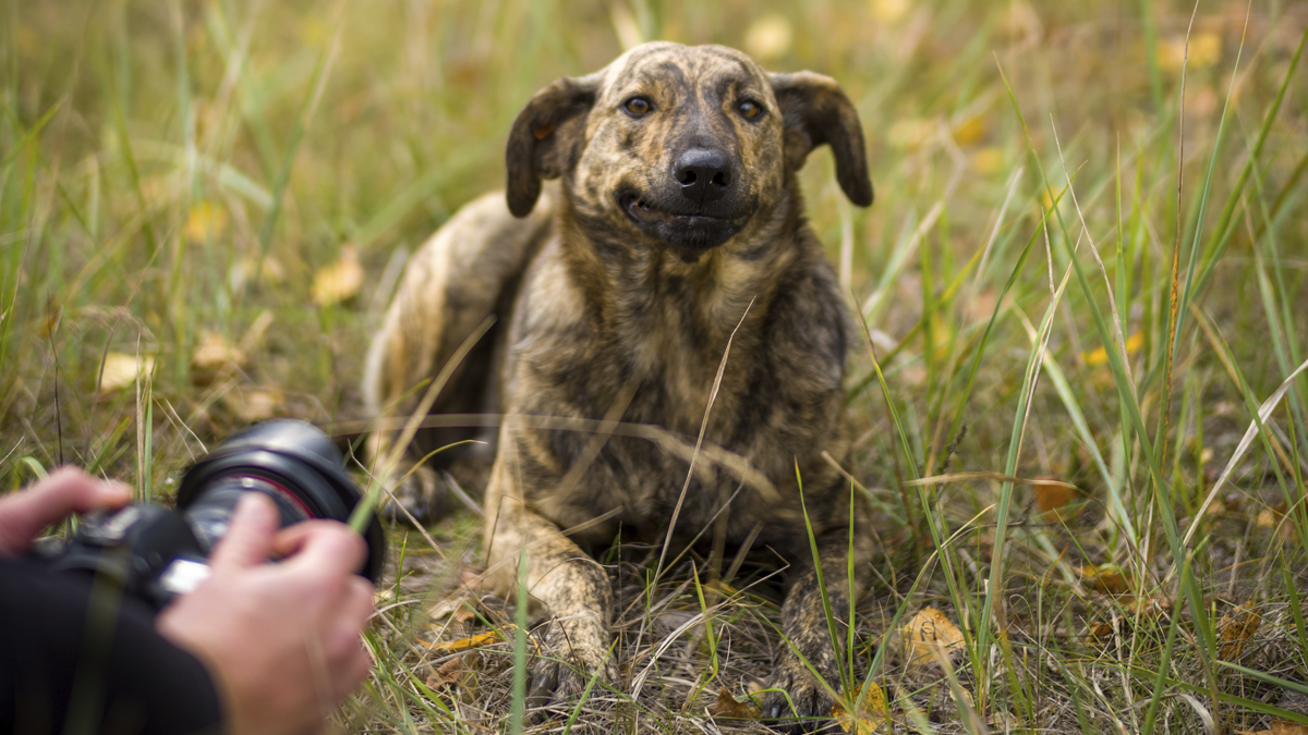 A New Study Shows That Dogs Living Near Chornobyl Are Genetically Different To Others In The World