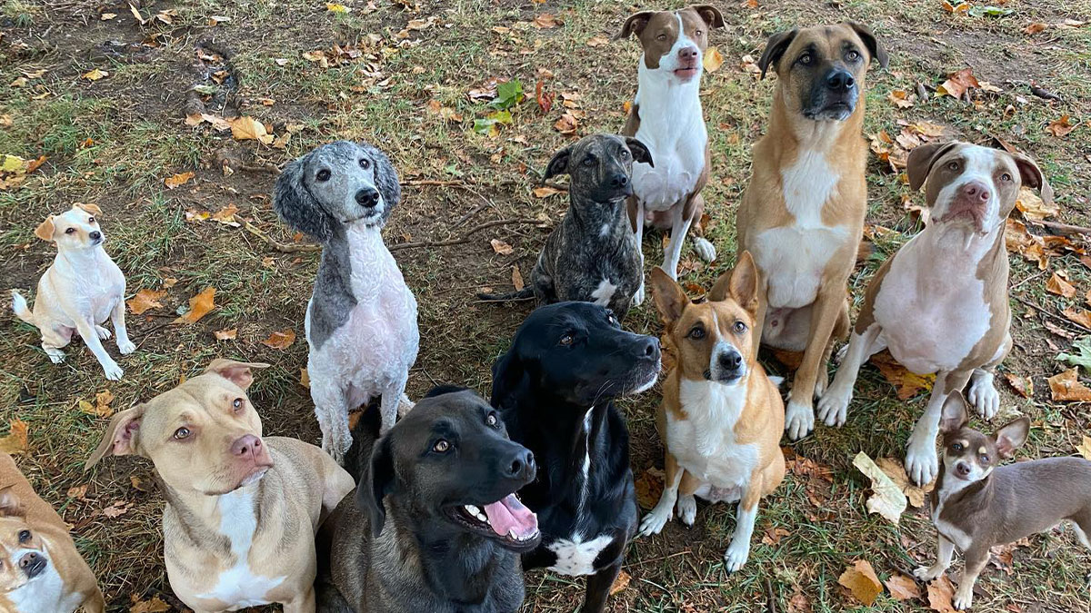 Meet The Couple Who Opened Their Home To 12 Stray Dogs