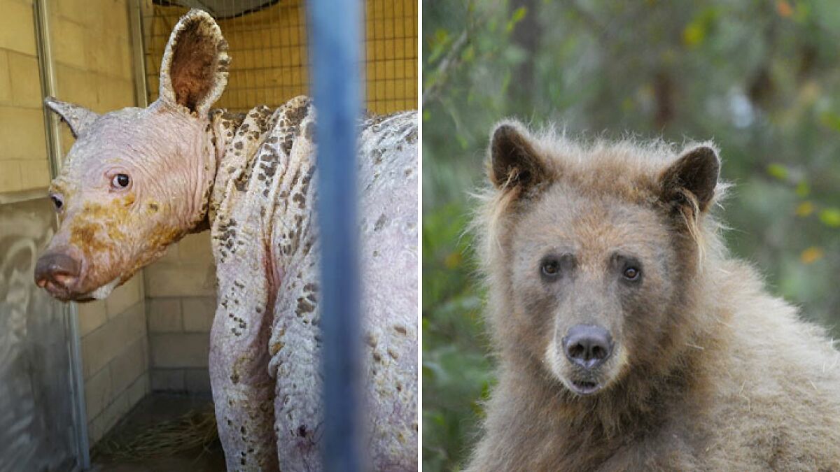 Eve The “Bare Bear” Makes Stunning Transformation Seven Years After Being Found In Dumpster