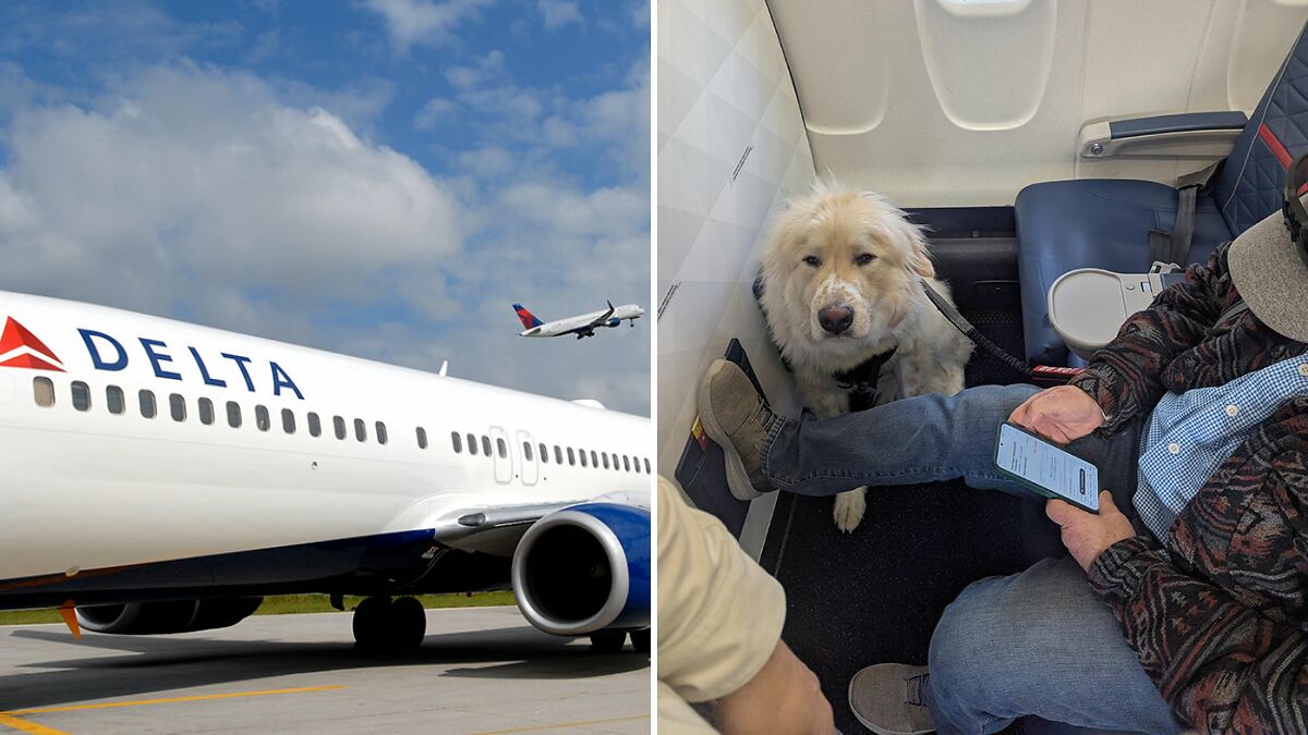 Passenger Gets Dragged For Complaining About Plane Seat He Lost To Dog: “Sorry Dude, Money Talks”