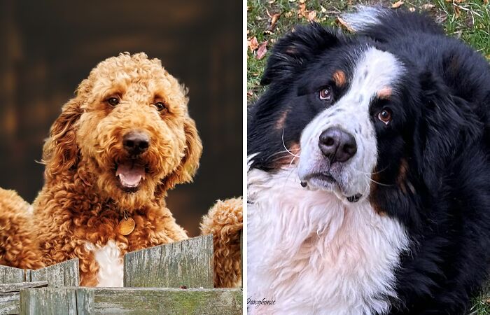 “In Your Eyes”: 27 Pet Photographs That I Took