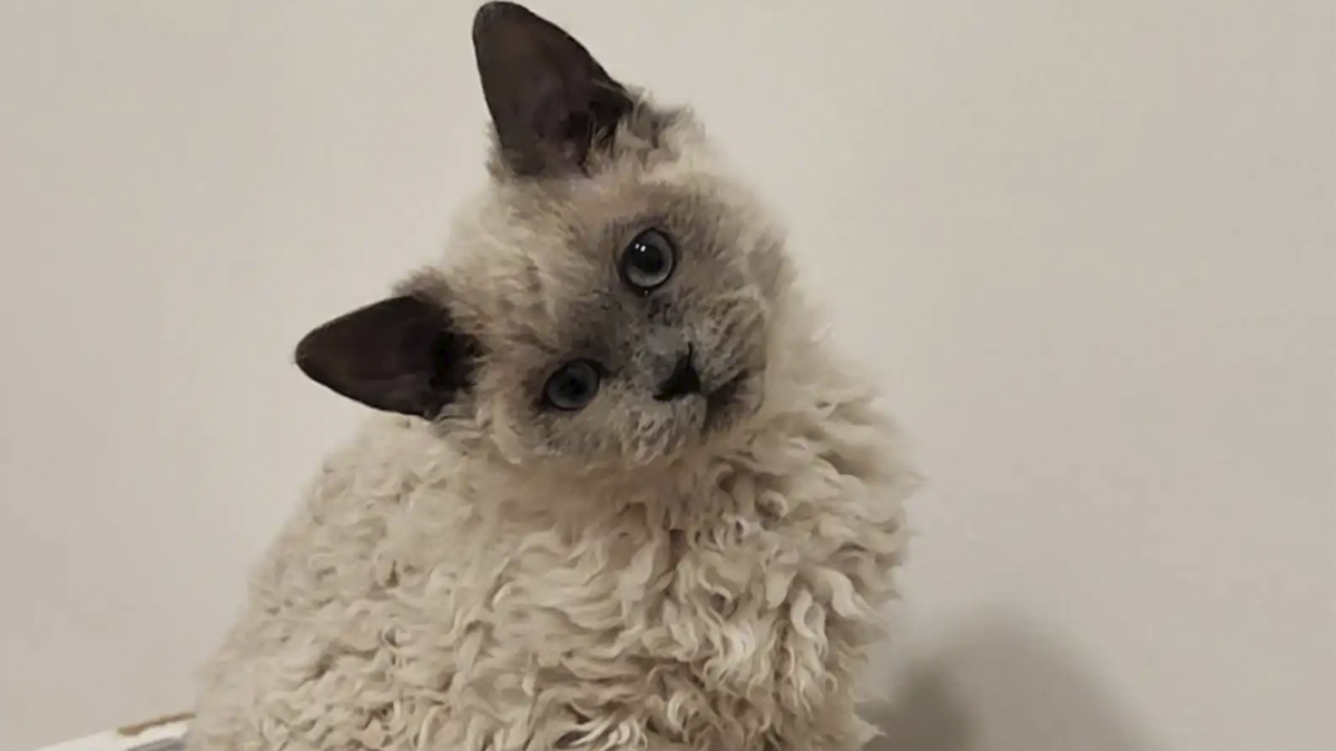 Plush-Like Curly Kittens Got Adopted In Record Time Due To Their Irresistibly Cute Appearance