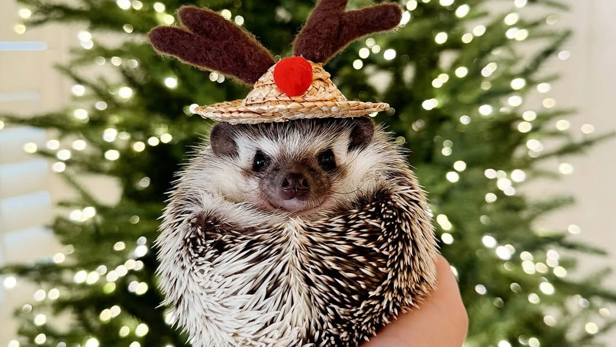 50 Christmas Animals Caught Being Naughty, Nice, And Downright Adorable