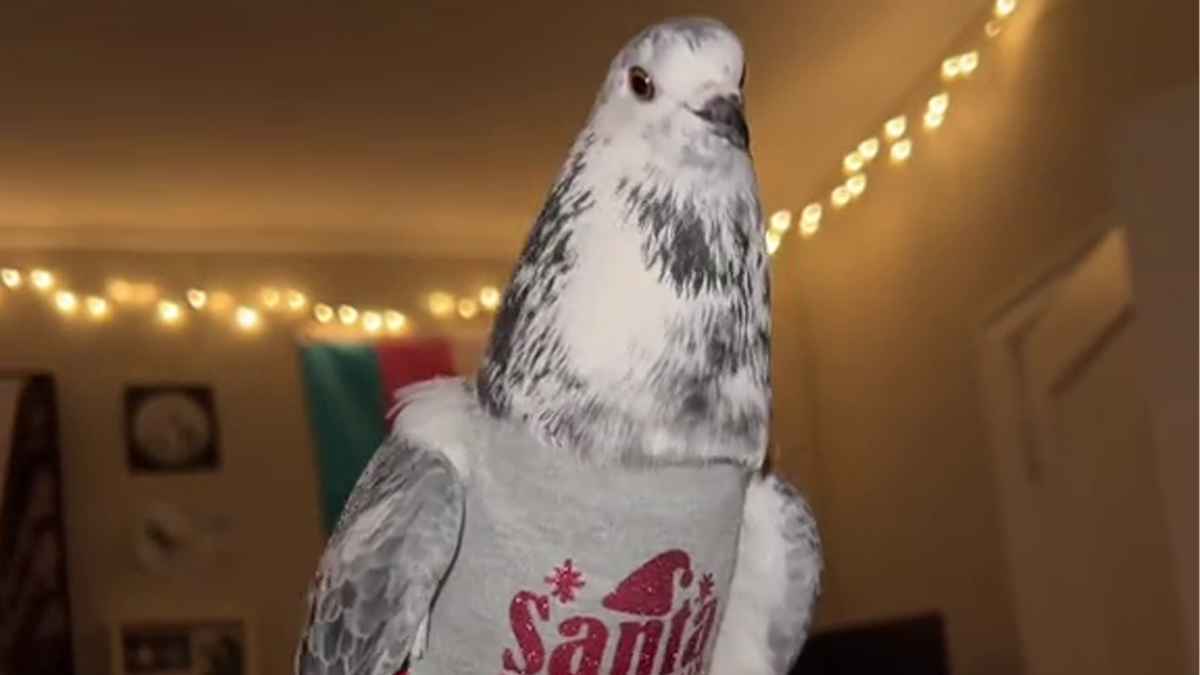 People Online Melt After Seeing This Adorable Pigeon Show Off His Christmas Sweaters