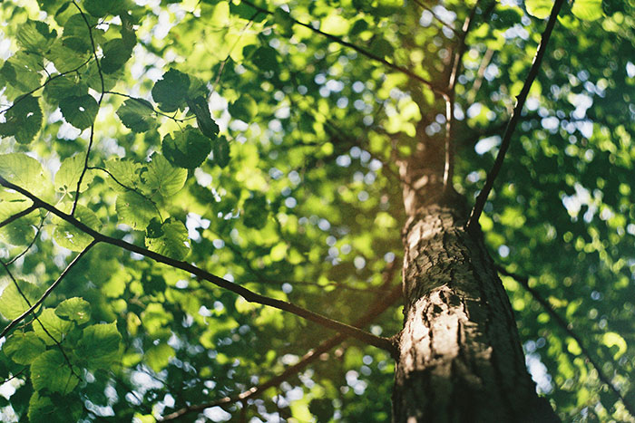 Tall tree from ground view, leaves creating a sun-dappled canopy, representing peaceful nature. Tall tree from ground view, leaves creating a sun-dappled canopy, representing peaceful nature.