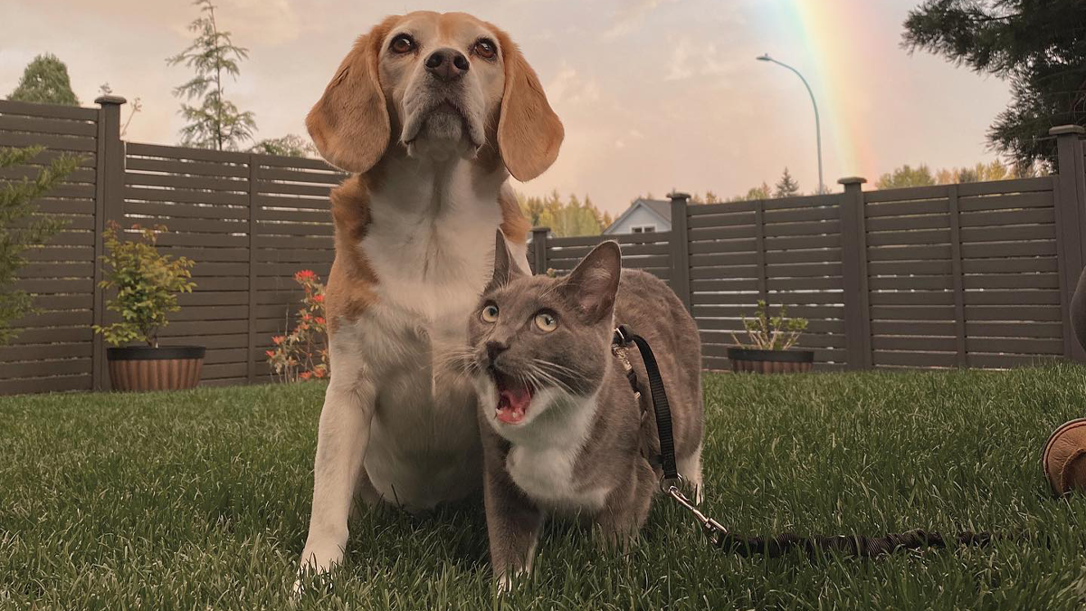 Dog And Cat Living Together Take On Each Other’s Traits, And People Online Can’t Get Enough Of Them