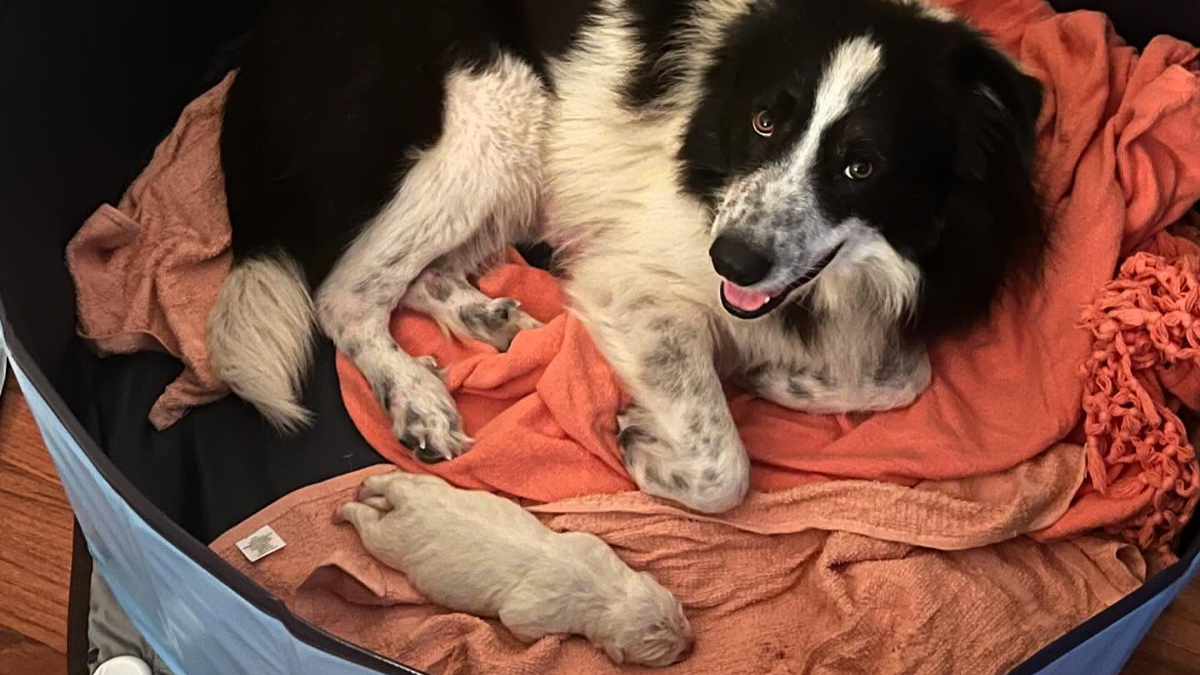 Neither Her Rescuers Nor Her New Family Had Any Idea She Was Pregnant With An Adorable Giant Puppy