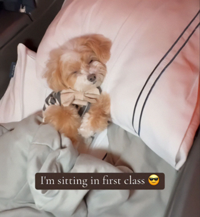 Passenger Gets Dragged For Complaining About Plane Seat He Lost To Dog: “Sorry Dude, Money Talks” Passenger Gets Dragged For Complaining About Plane Seat He Lost To Dog: “Sorry Dude, Money Talks”