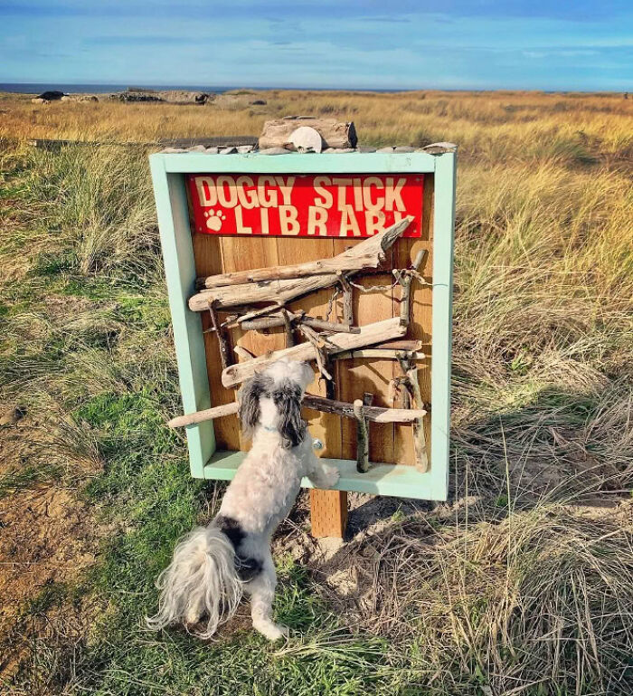 Dog at a stick library in a field, showcasing a viral idea for dog owners worldwide. Dog at a stick library in a field, showcasing a viral idea for dog owners worldwide.