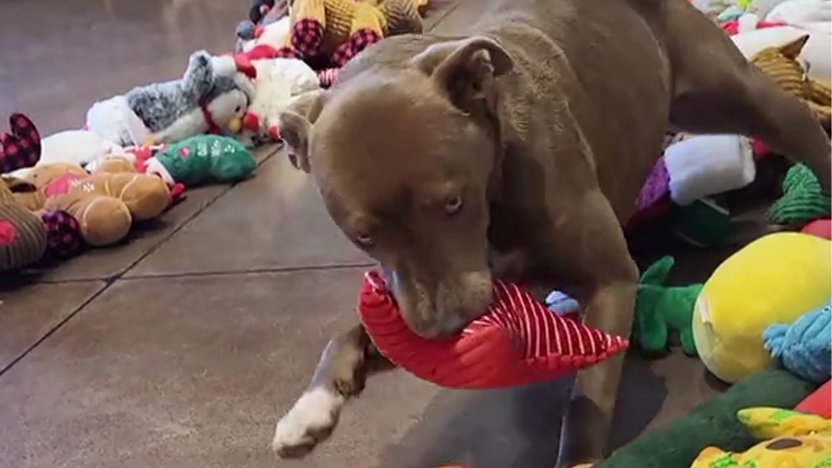 Pups At Shelter Show Wholesomely Different Characters As They Get To Pick Their Own Christmas Gifts