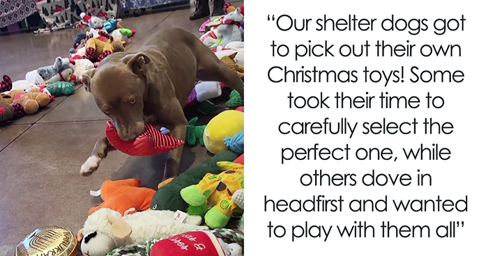 Pups At Shelter Show Wholesomely Different Characters As They Get To Pick Their Own Christmas Gifts