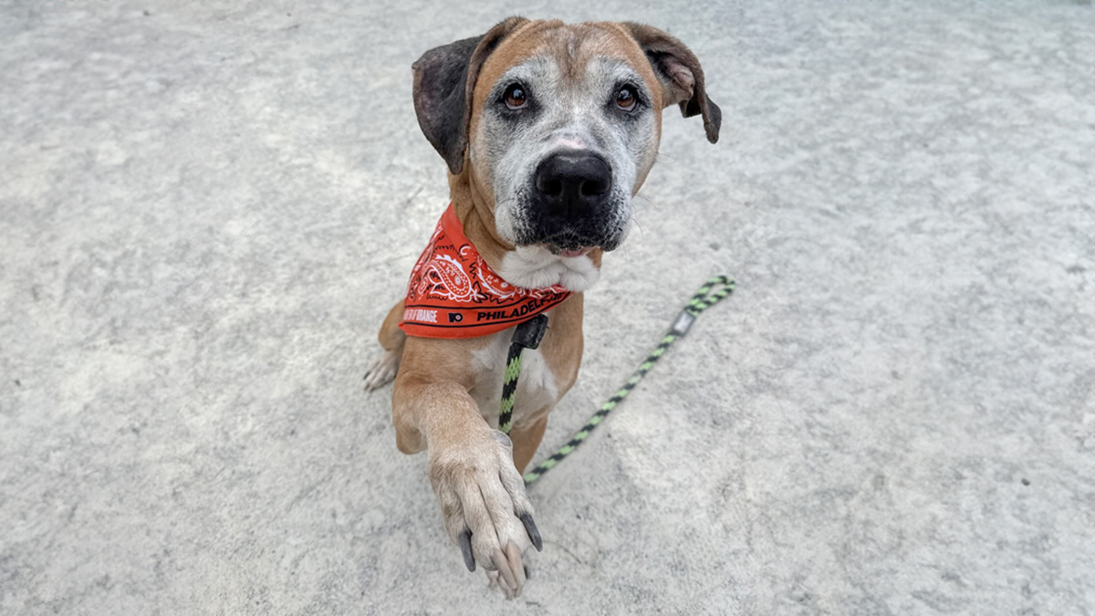 Netizens Are Lining Up To Adopt This 12 YO Pup Who Has Been Rescued From The Most Hellish Conditions