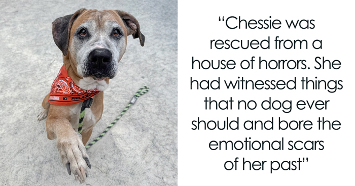 Netizens Are Lining Up To Adopt This 12 YO Pup Who Has Been Rescued From The Most Hellish Conditions
