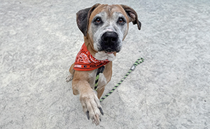 Netizens Are Lining Up To Adopt This 12 YO Pup Who Has Been Rescued From The Most Hellish Conditions