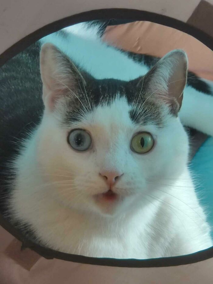 My Cat's Face When She Saw The New Toy I Bought Her