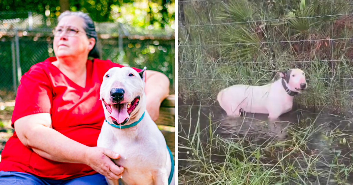 Trooper, Dog Tied To Fence During Hurricane Milton, Finds Forever Home