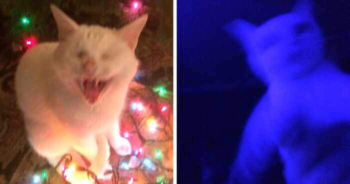 Hey Pandas, Post A Funny Christmas Fail Photo (Closed)