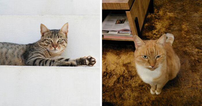 Hey Pandas, Post What Your Pet Is Doing Right Now (Closed)