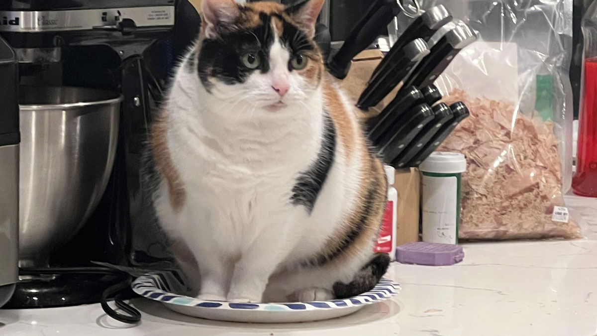 People Who’ve Mastered The Art Of Outwitting Felines Share Their Best Ever Cat Traps