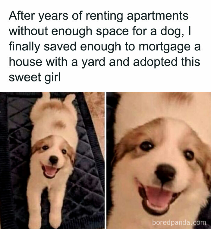 50 Dog Memes That Are Adorable And Funny At The Same Time Bored Panda 50 Dog Memes That Are Adorable And Funny At The Same Time Bored Panda