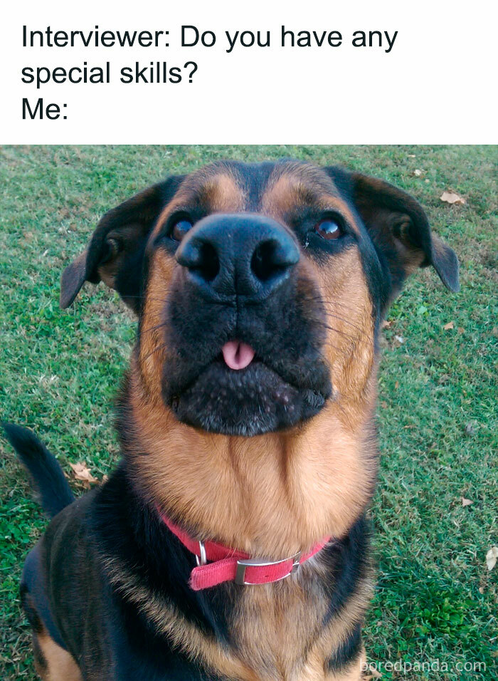 Funny Dog Memes 2024