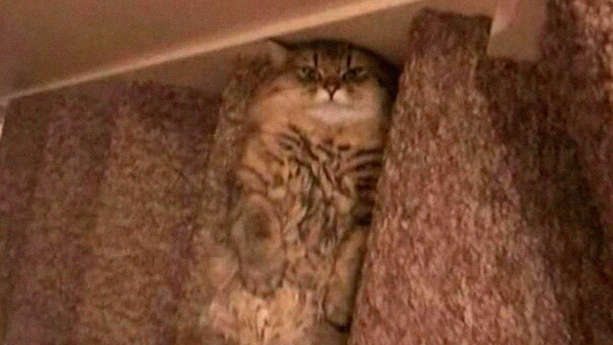 50 Wholesome Animal Memes That Might Just Turn Your Day Around