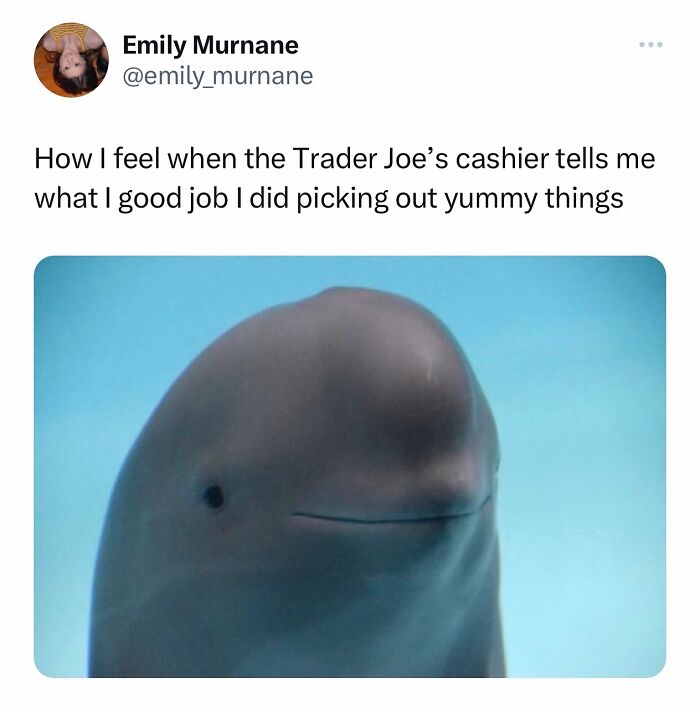 Beluga whale with a funny expression, capturing the feeling of pride after a compliment at Trader Joe’s.