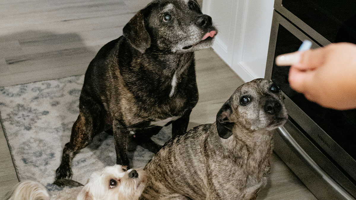 Sister’s Meltdown Leaves Woman Questioning: “AITA For Giving My Niece ‘Dog Food’?”