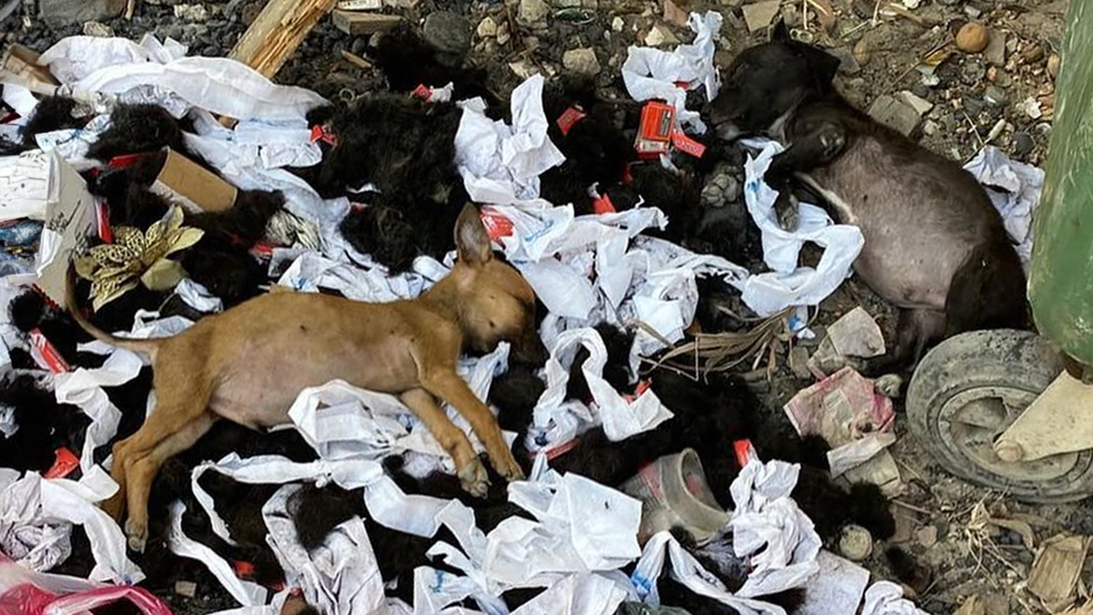 Person Finds 2 Tiny Puppies Using Trash For A Bed, Helps Them Get Rescued And Get A Major Glow-Up