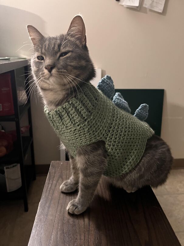 Cat in green knit sweater, contently smiling, sits atop a wooden table displaying pure happiness.