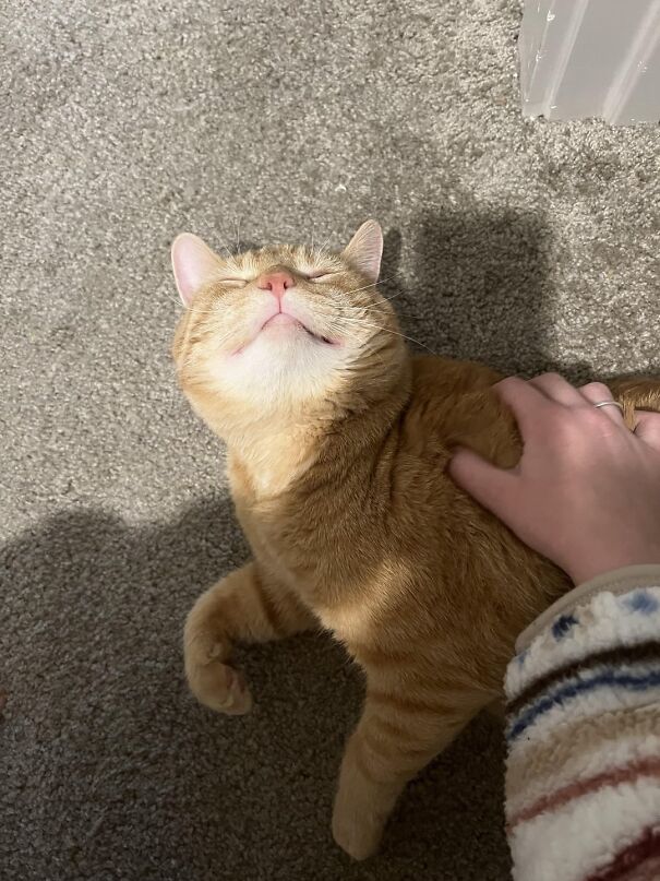 A smiling ginger cat enjoying a belly rub, showcasing pure happiness.