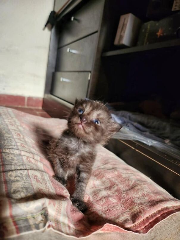 A kitten on a cushion, appearing to smile, showcasing pure happiness.