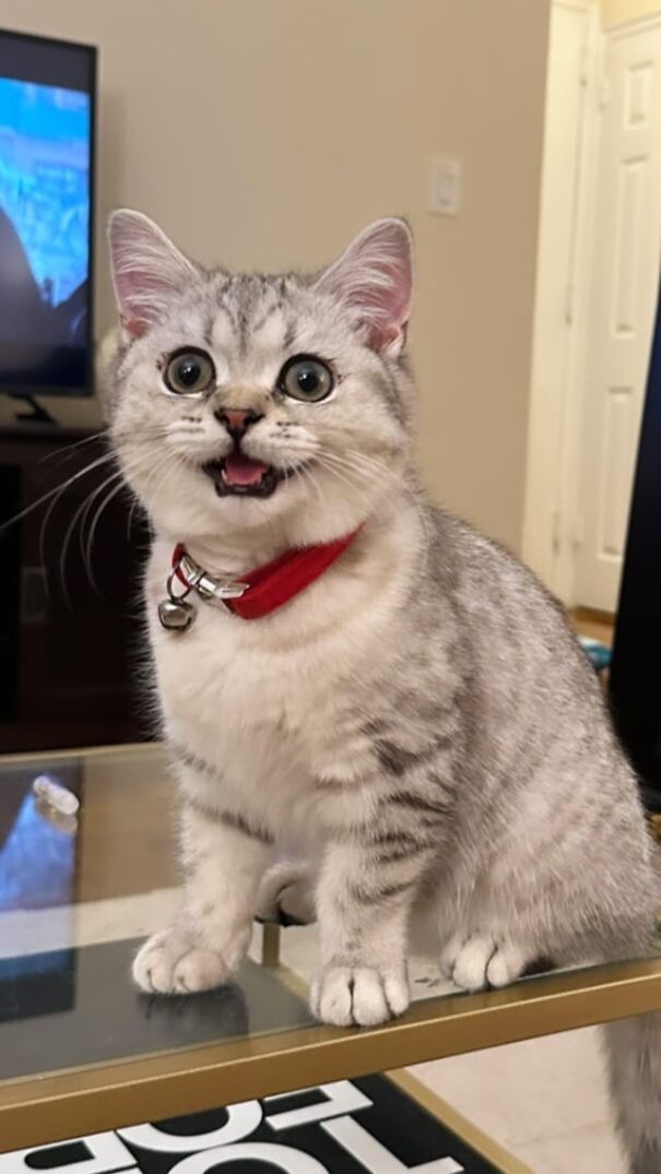 Smiling cat wearing a red collar, showing its pure happiness while sitting on a glass table.