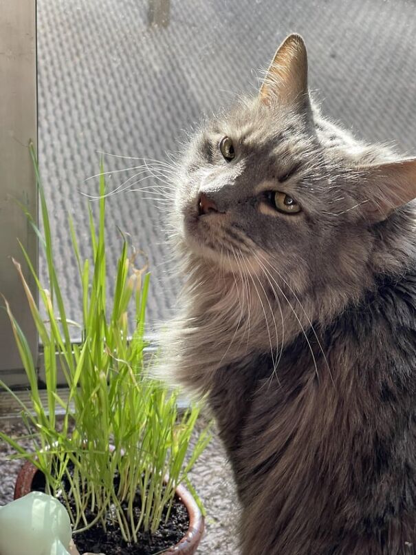 Fluffy gray cat smiling next to a pot of grass, displaying its pure happiness in the sunlight.