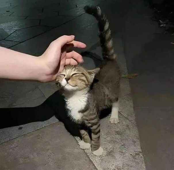 Cat smiling and purring while being petted, showing happiness.