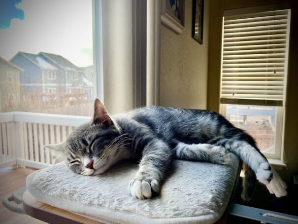 Cat lying on a windowsill, appearing to smile in its sleep, basking in the sunlight and showing happiness.