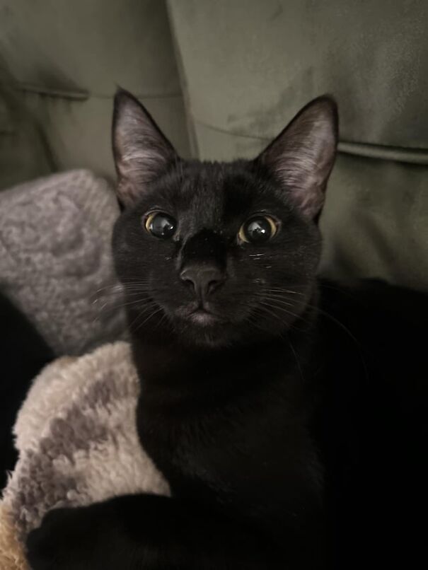 A black cat with sparkling eyes appears to be smiling while lying on a cozy blanket, exhibiting pure happiness.